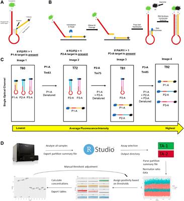 Next generation multiplexing for digital PCR using a novel melt-based hairpin probe design